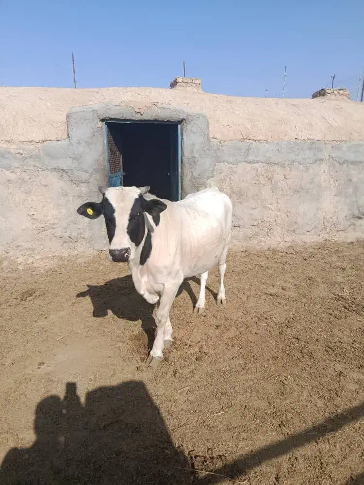 گوساله نر|حیوانات مزرعه|درمیان, |دیوار