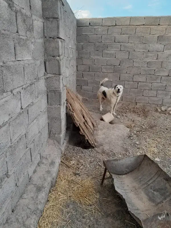 فروش سگ|سگ|کشکوئیه, |دیوار