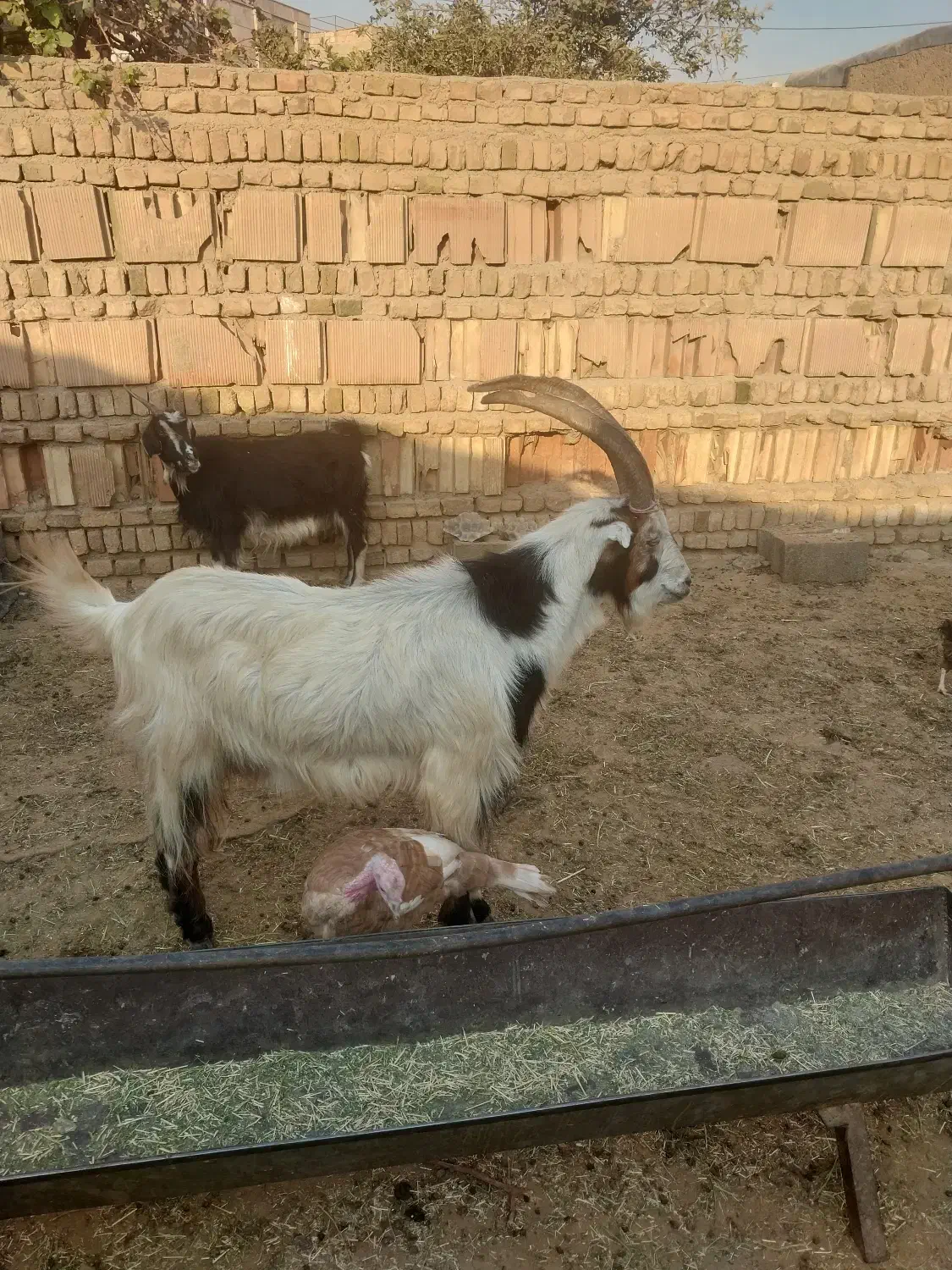 نربز فروشی|حیوانات مزرعه|پاکدشت, پاکدشت (مامازند)|دیوار