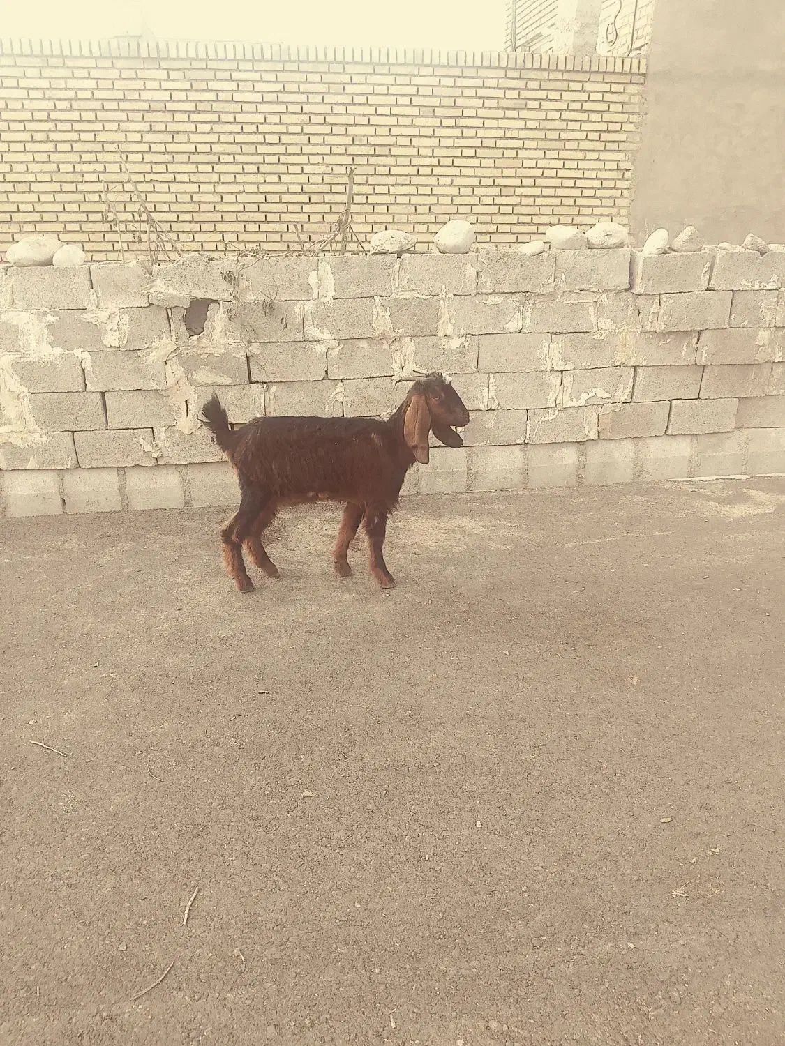 بیگ بز بره میش|حیوانات مزرعه|دزفول, |دیوار