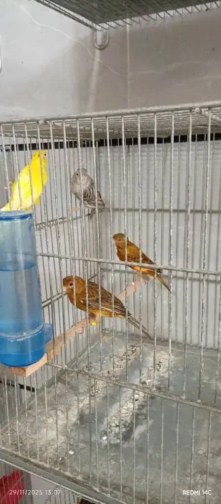 قناری|پرنده|الوند, |دیوار