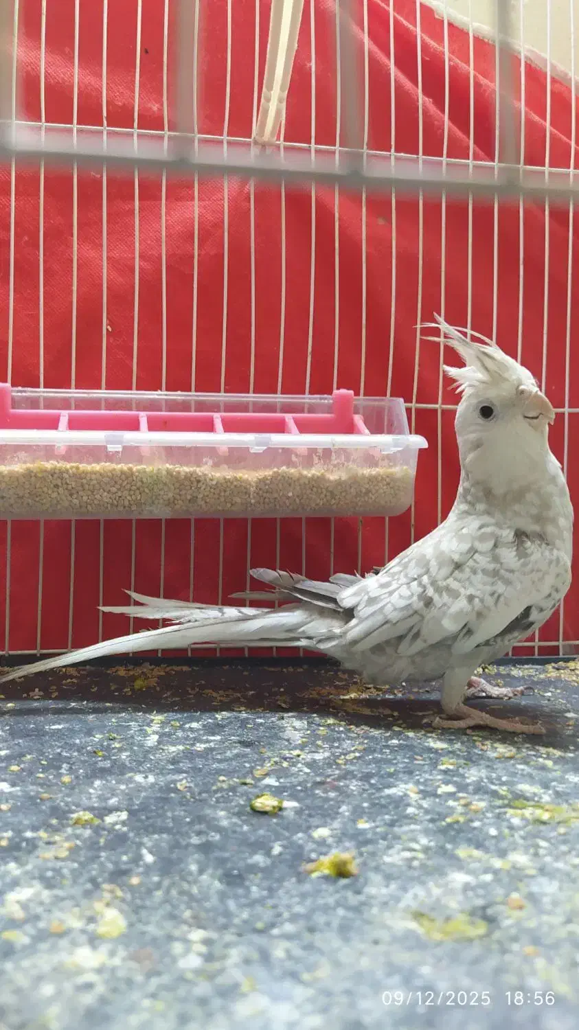 عروس هلندی|پرنده|چناران, |دیوار