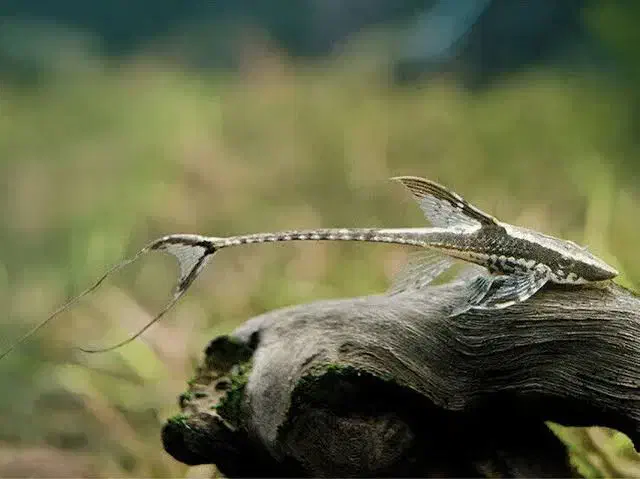 کت فیش فاولا|ماهی|اهواز, کیان اباد|دیوار