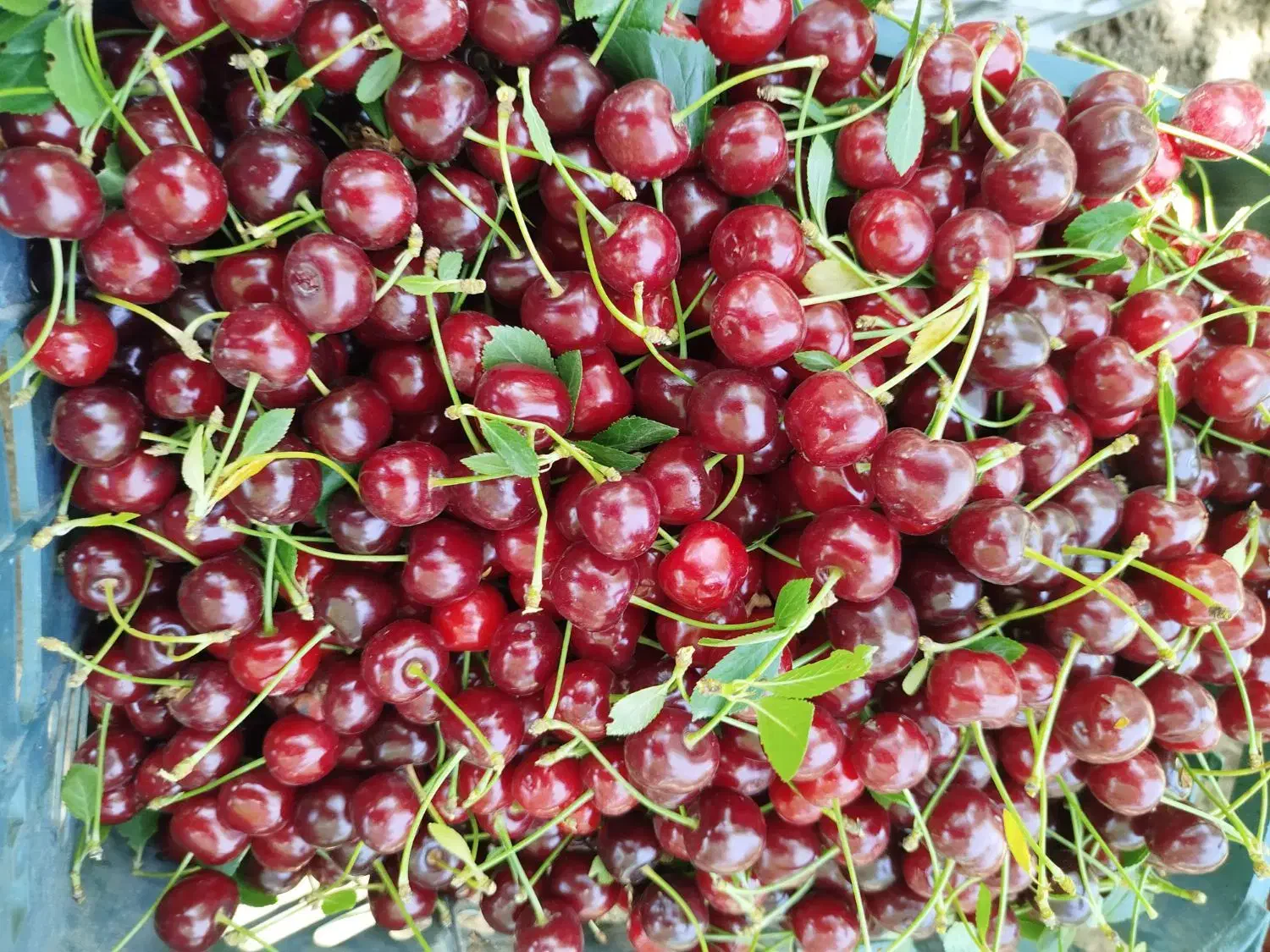 فروش ویژه نهال آلبالو اسرائیلی|خدمات باغبانی و درختکاری|صومای برادوست, |دیوار