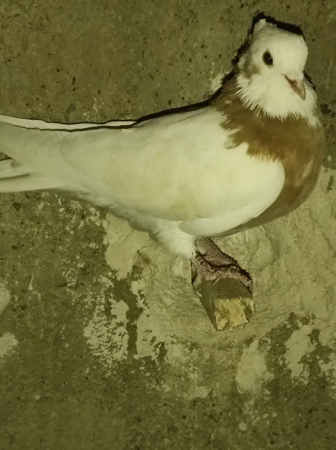 طوق زرد نر بدونم پر غلط جوون ومست دو بر گوشوار|پرنده|مرودشت, رامجرد یک|دیوار