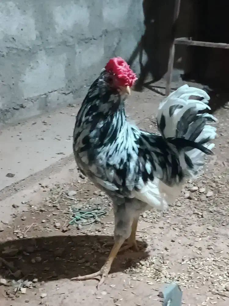 خروس ریشو گلین|حیوانات مزرعه|مسجد سلیمان, |دیوار