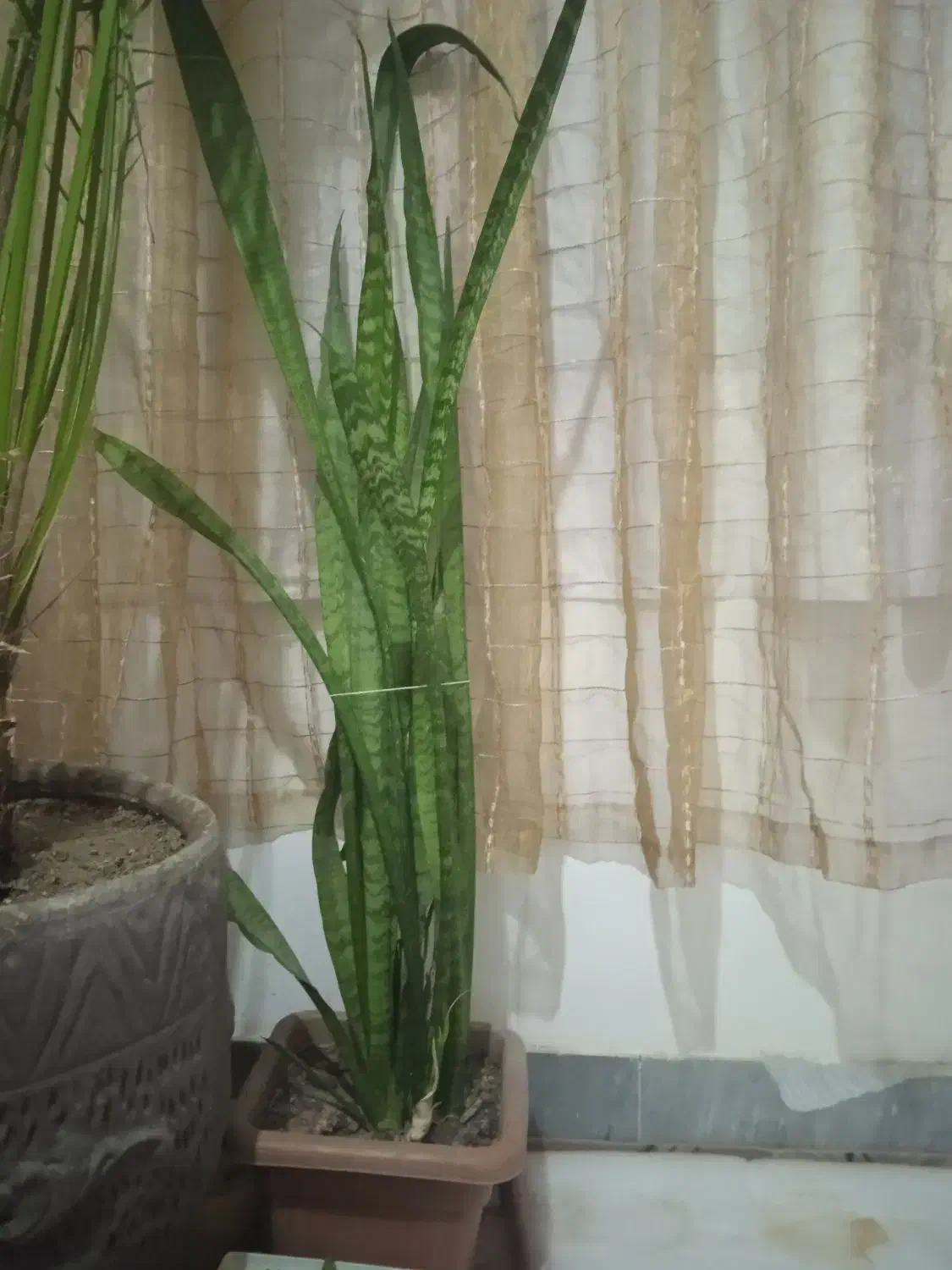 سانسور یا با خرما10ساله|گل و گیاه طبیعی|شیروان (خراسان), |دیوار