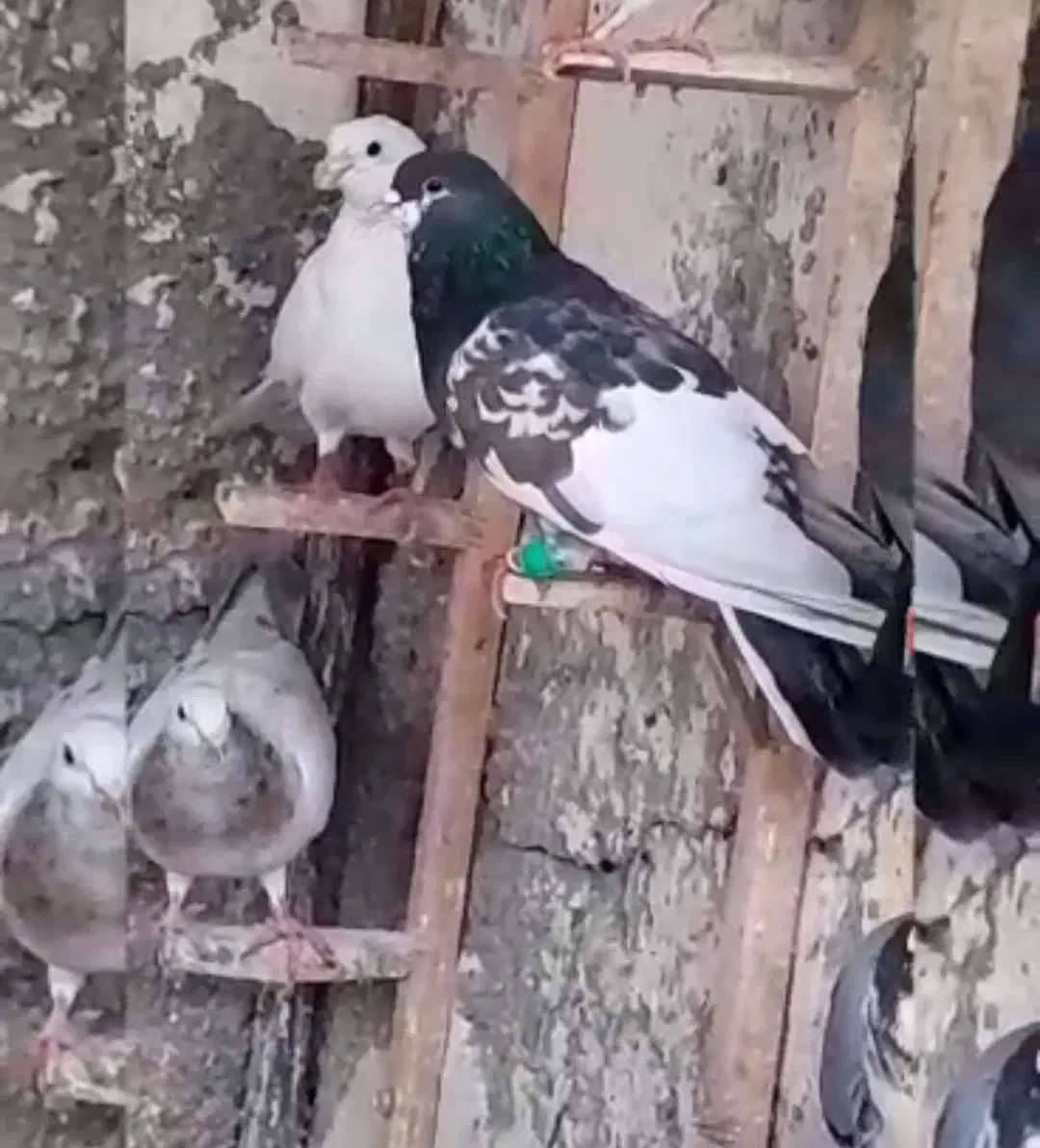 کفتر یال افشون|پرنده|فلاورجان, |دیوار