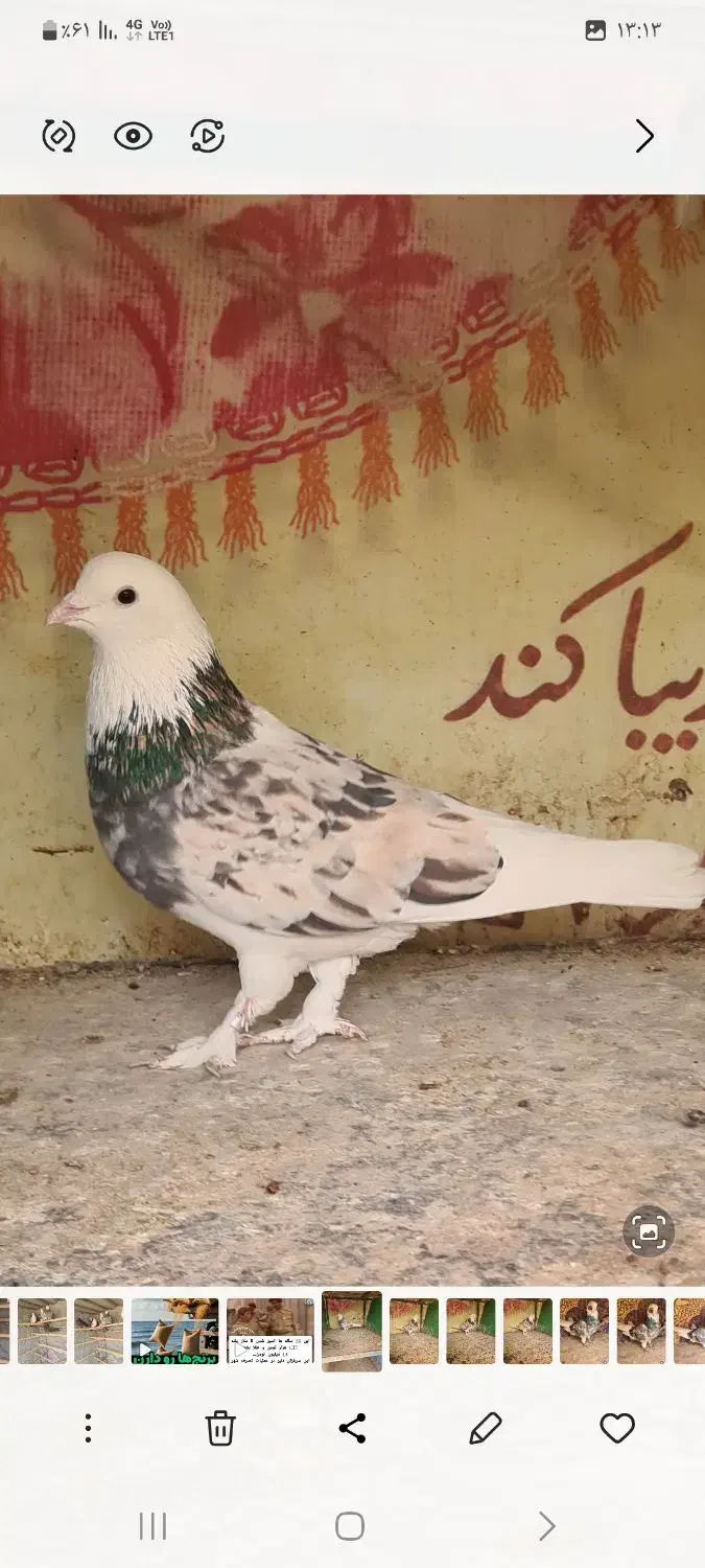 کفتر|پرنده|تهران, دولاب|دیوار