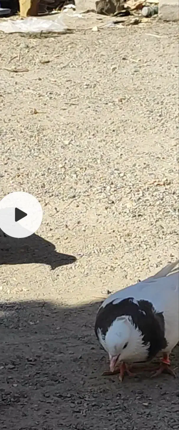 طوقی|پرنده|محمدشهر, سیدآباد|دیوار