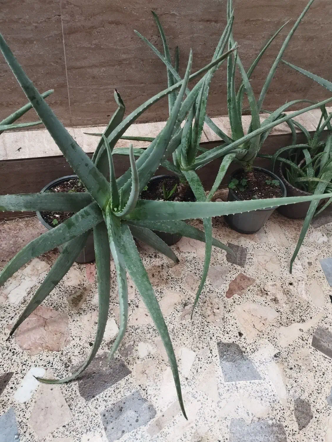 گل الوئه ورا|گل و گیاه طبیعی|رشت, استقامت ۲|دیوار