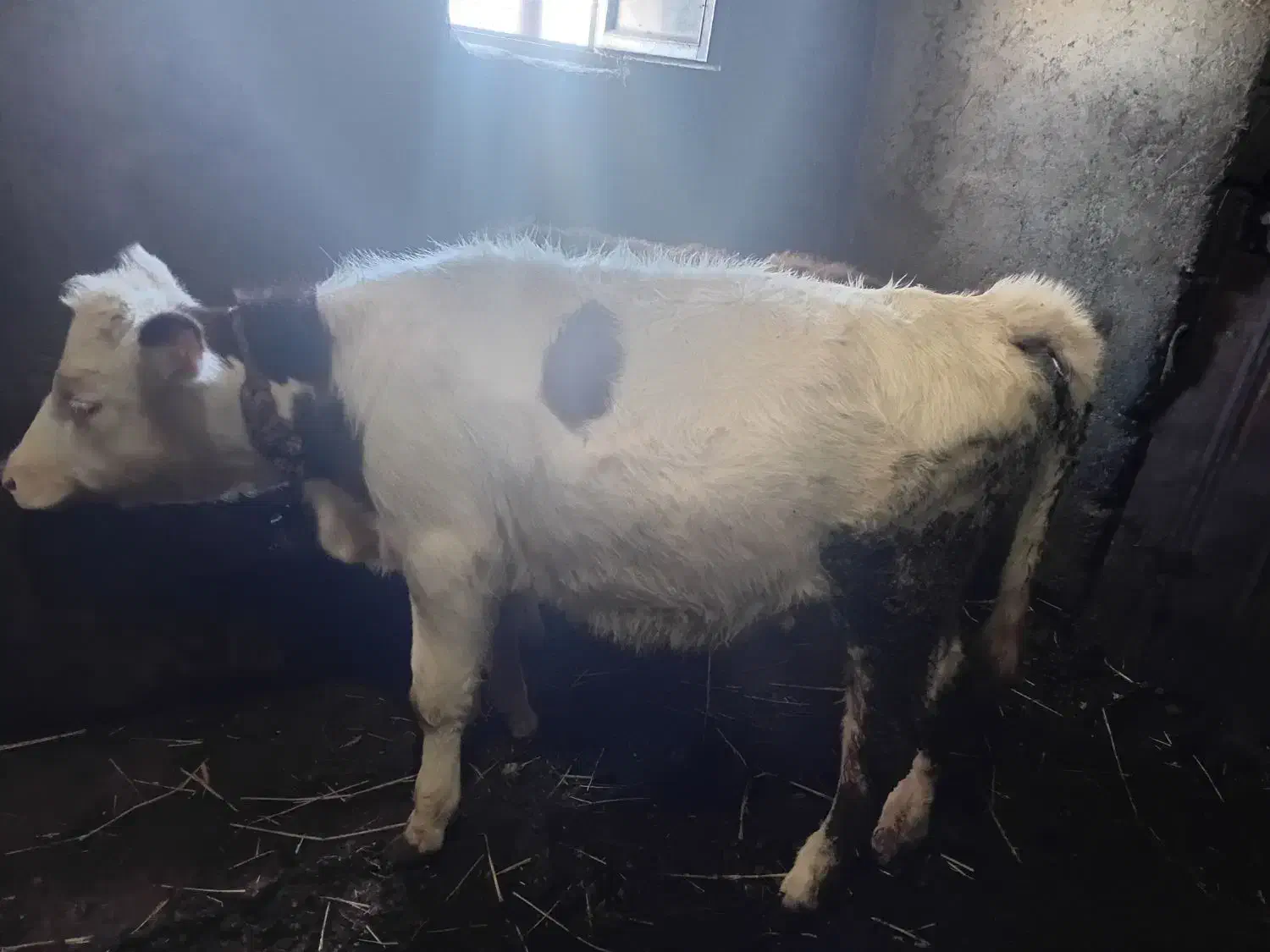 گوساله ماده|حیوانات مزرعه|ویلکیج, |دیوار