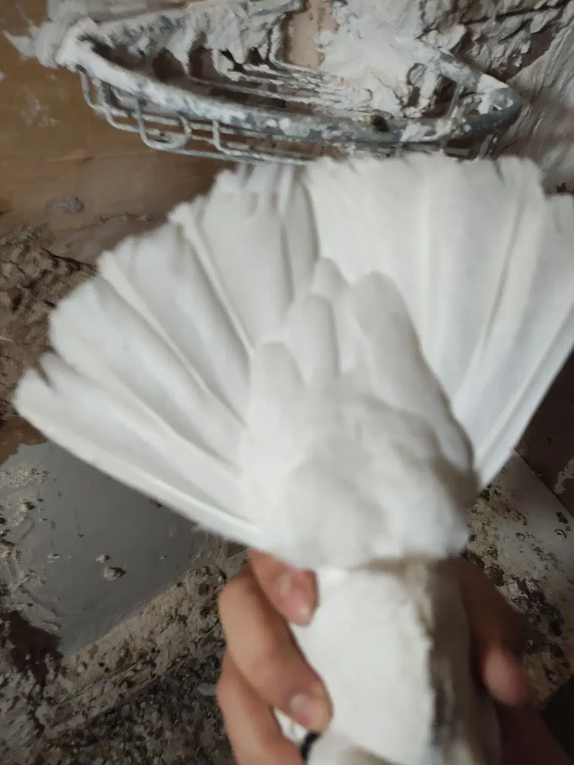 کبوتر طوقی|پرنده|میبد, |دیوار