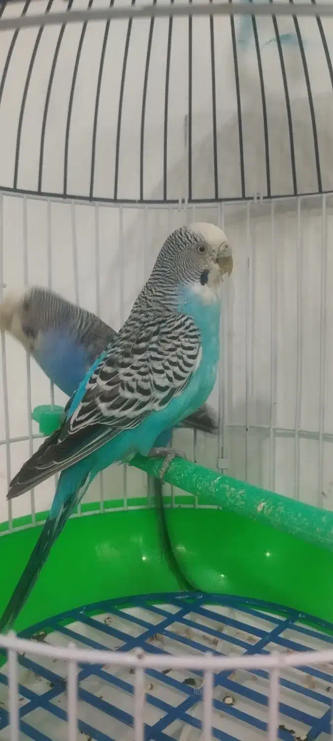 جفت مرغ عشق (خاص)|پرنده|قائن, |دیوار