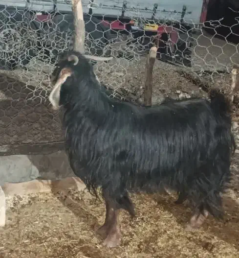 بز جوان|حیوانات مزرعه|گوآور, |دیوار