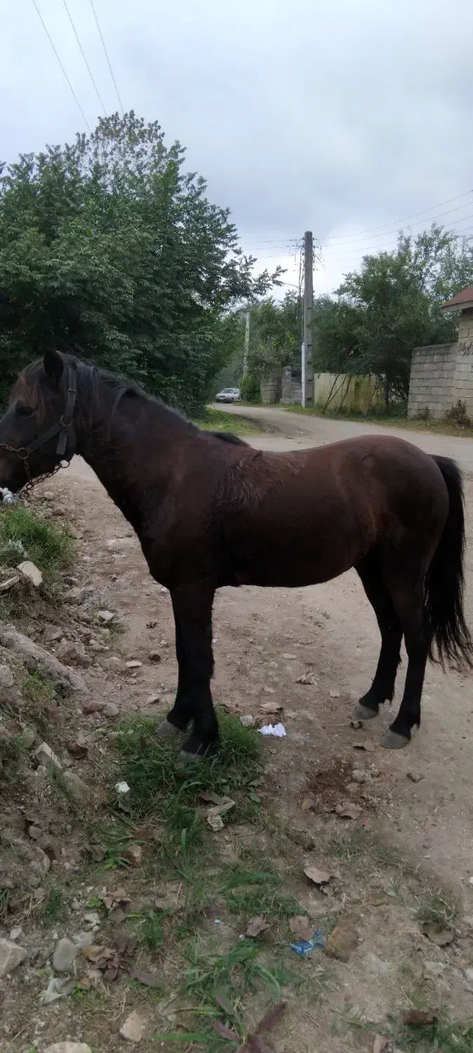 اسب کهر اخته یرنگ سال6|اسب و تجهیزات اسبسواری|لنگرود, |دیوار