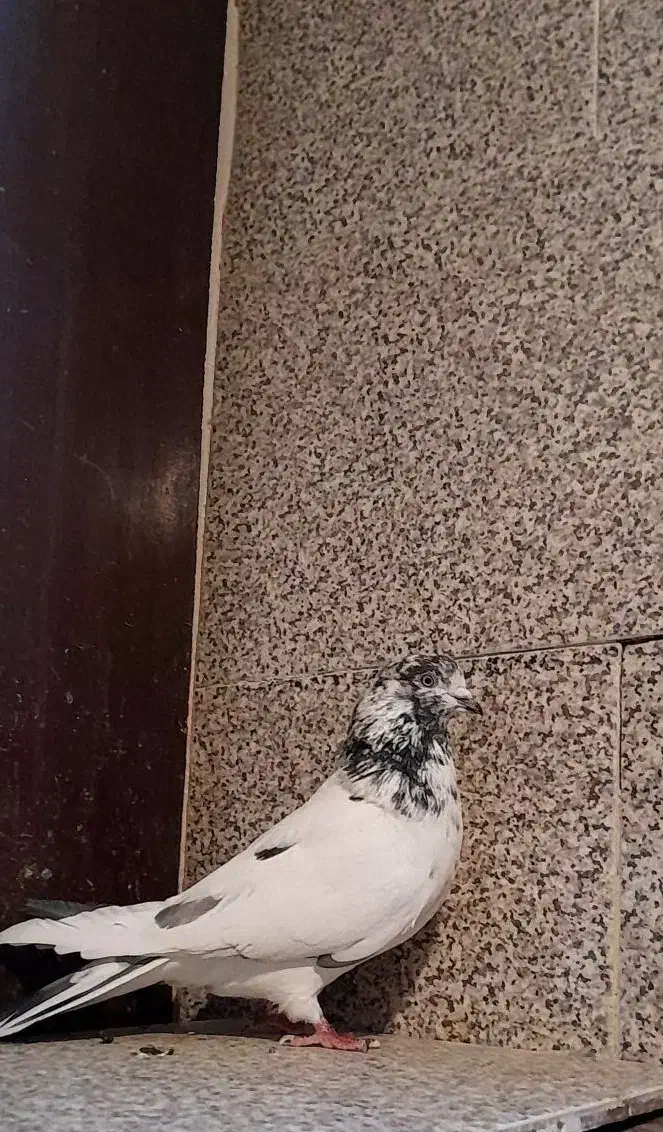 شاه کفتر|پرنده|ملایر, |دیوار