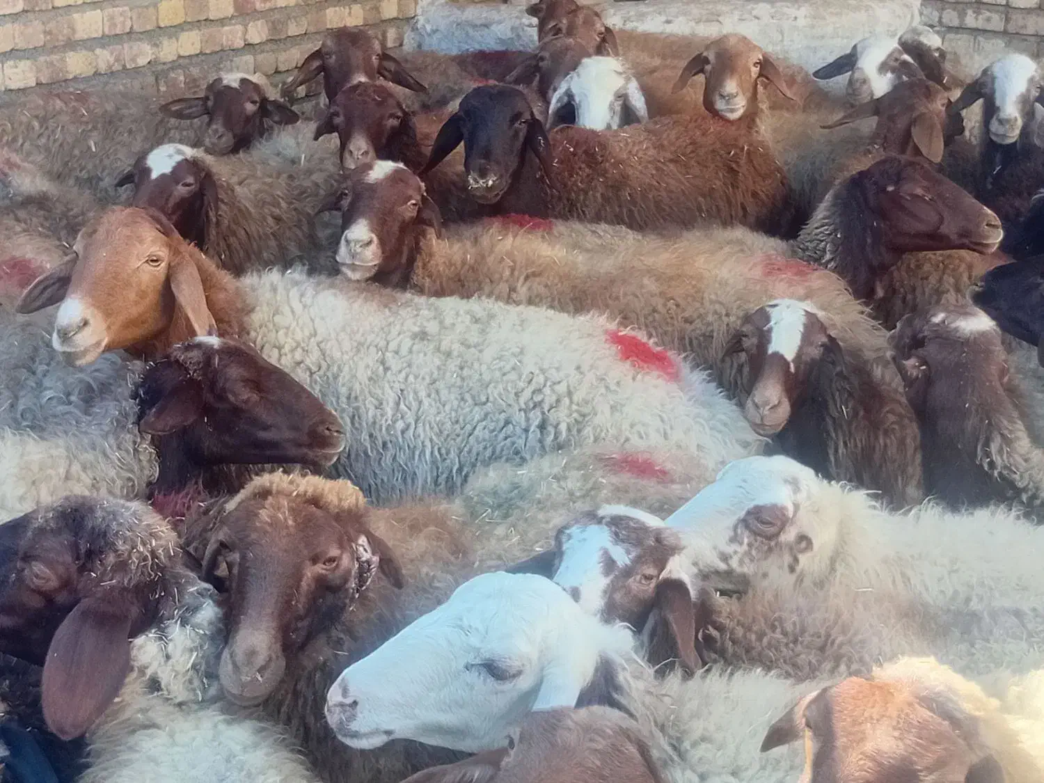44راس میش ابستن یک و دوو شکم|حیوانات مزرعه|سنقر, |دیوار