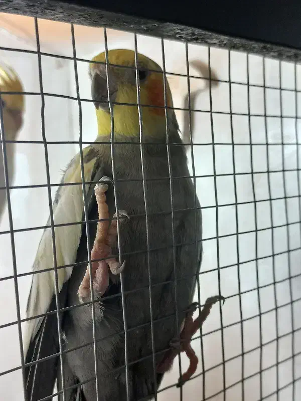 پرنده|پرنده|سبزوار, کوی بهار|دیوار