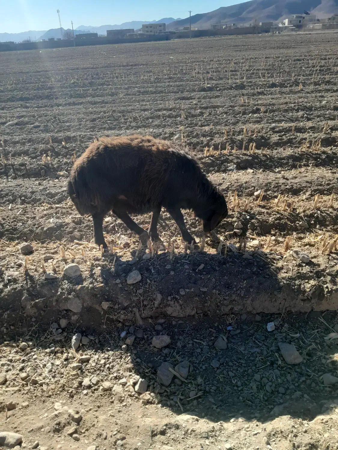 بره قوچ|حیوانات مزرعه|داران, |دیوار