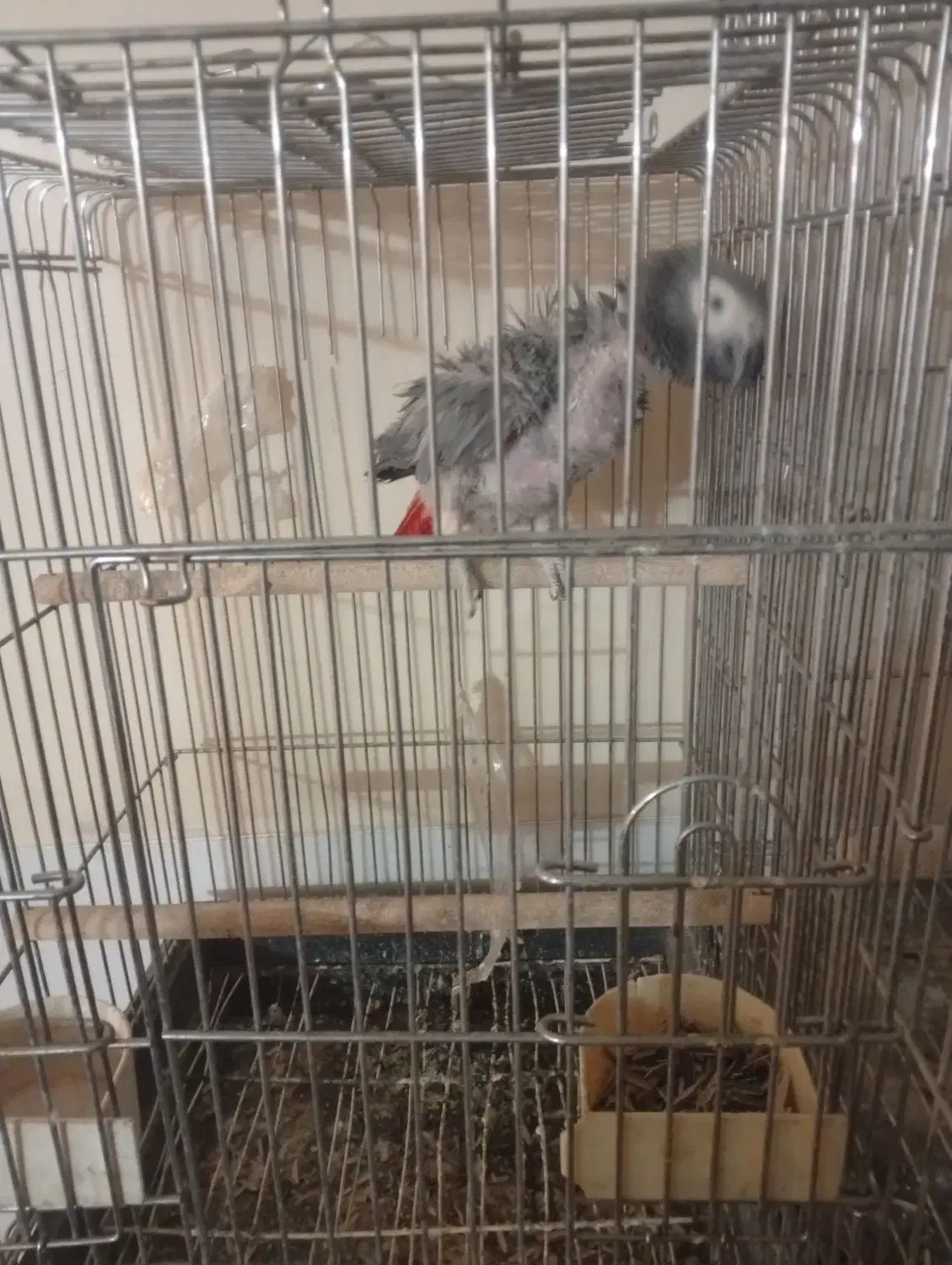 کاسکو|پرنده|حمیدیا, |دیوار