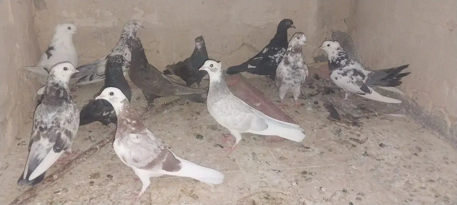 کبوتر|پرنده|چادگان, |دیوار