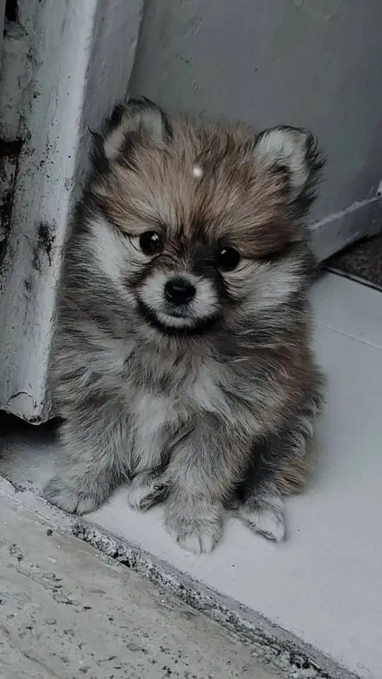 پامر روباهی سه ماه|سگ|شیراز, سرو|دیوار