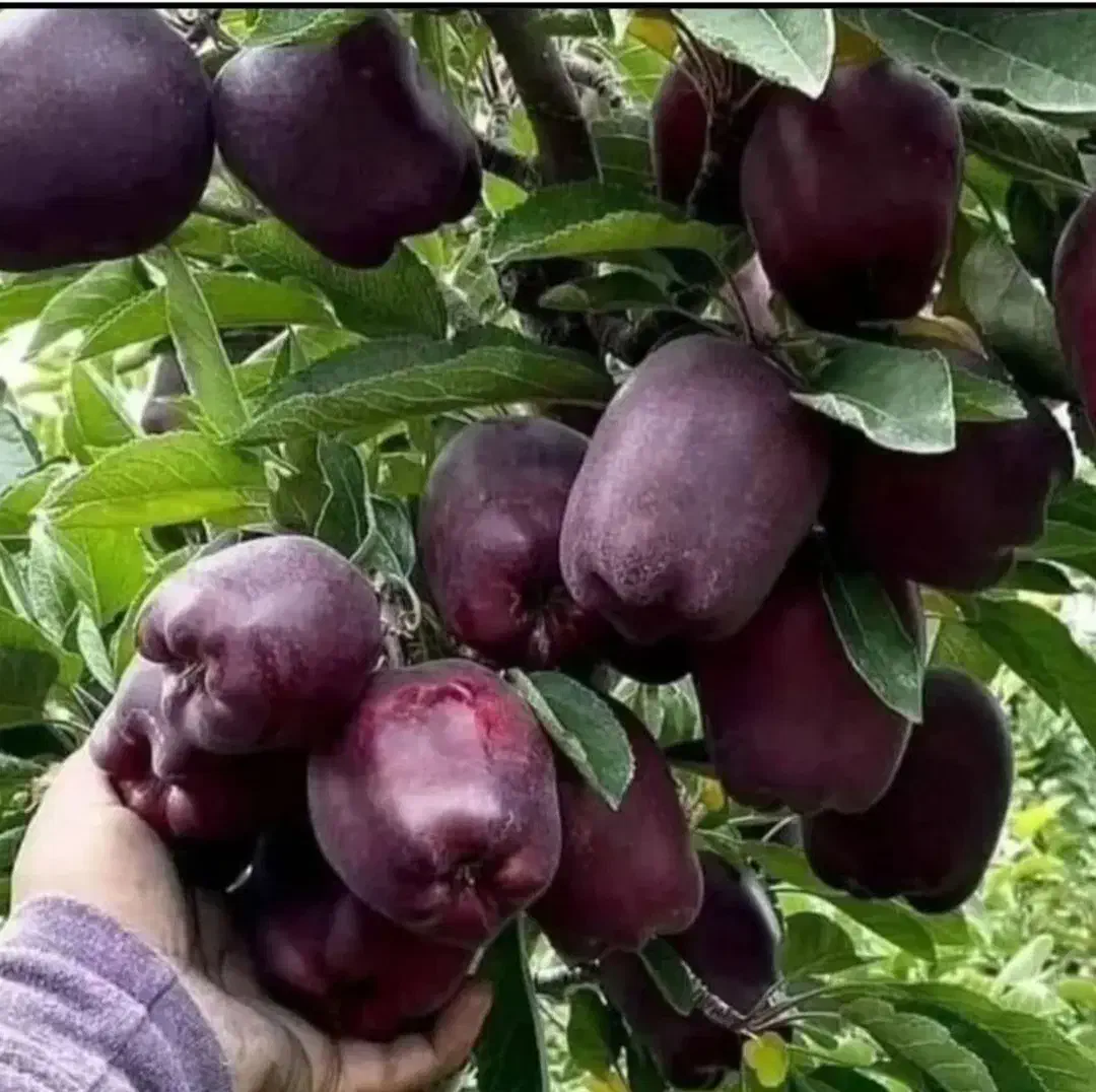 نهالستان تاج|عمده‌فروشی|تبریز, |دیوار