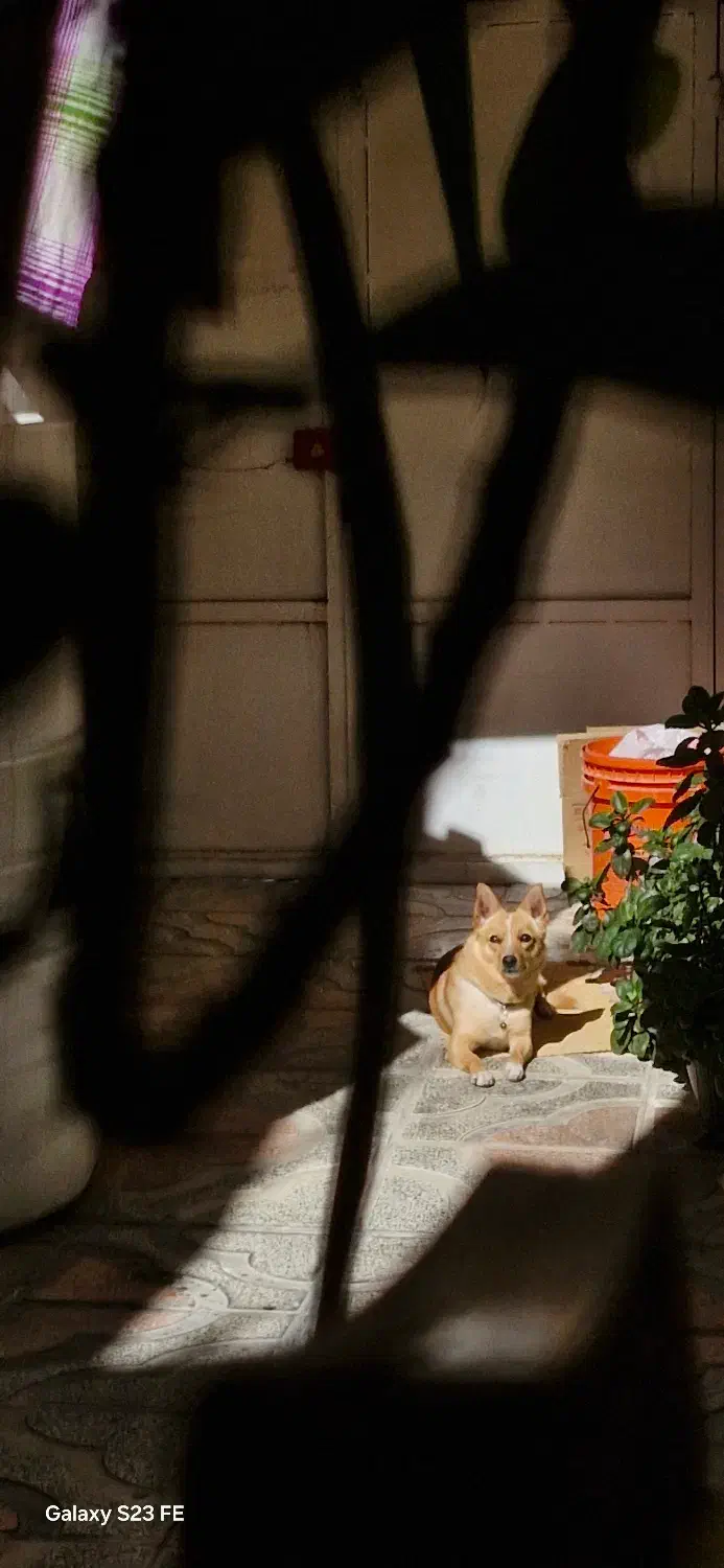 سگ اشپیتز|سگ|شیراز, لب آب|دیوار