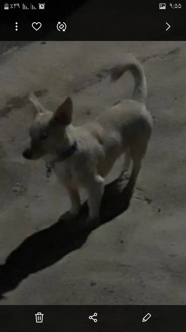 سگ‌پا‌کوتاه|سگ|سنقر, |دیوار