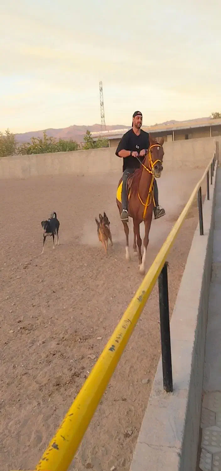 باشگاه سوارکاری|اسب و تجهیزات اسب‌سواری|قزوین, |دیوار