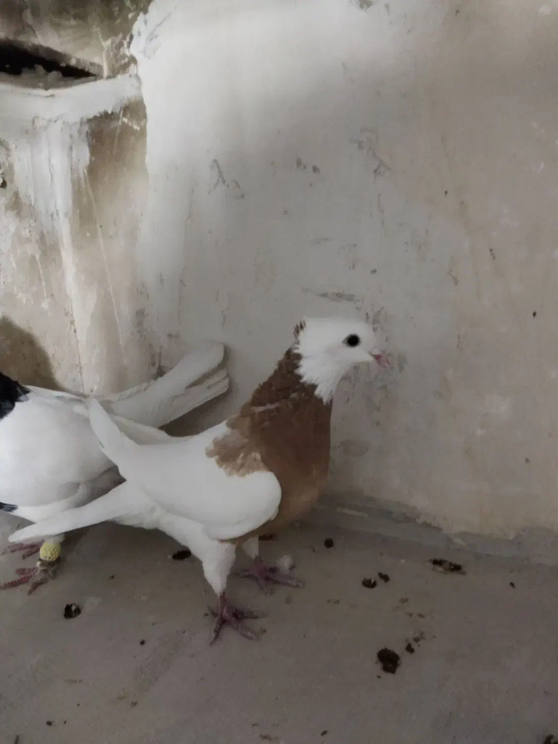 کبوترطوقی هفرنگ جفتی به شرط تخم|پرنده|اقبالیه, |دیوار