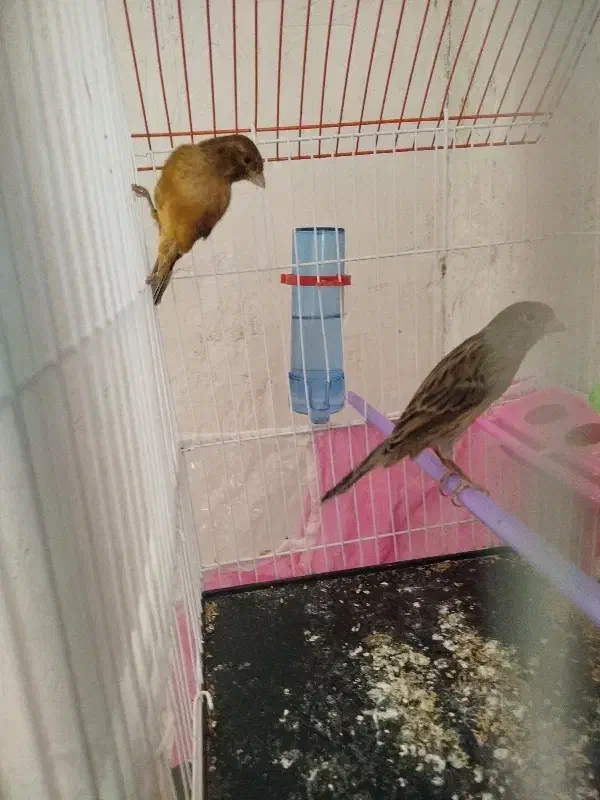 یک جفت قناری دم زرد با قفس|پرنده|بهبهان, |دیوار