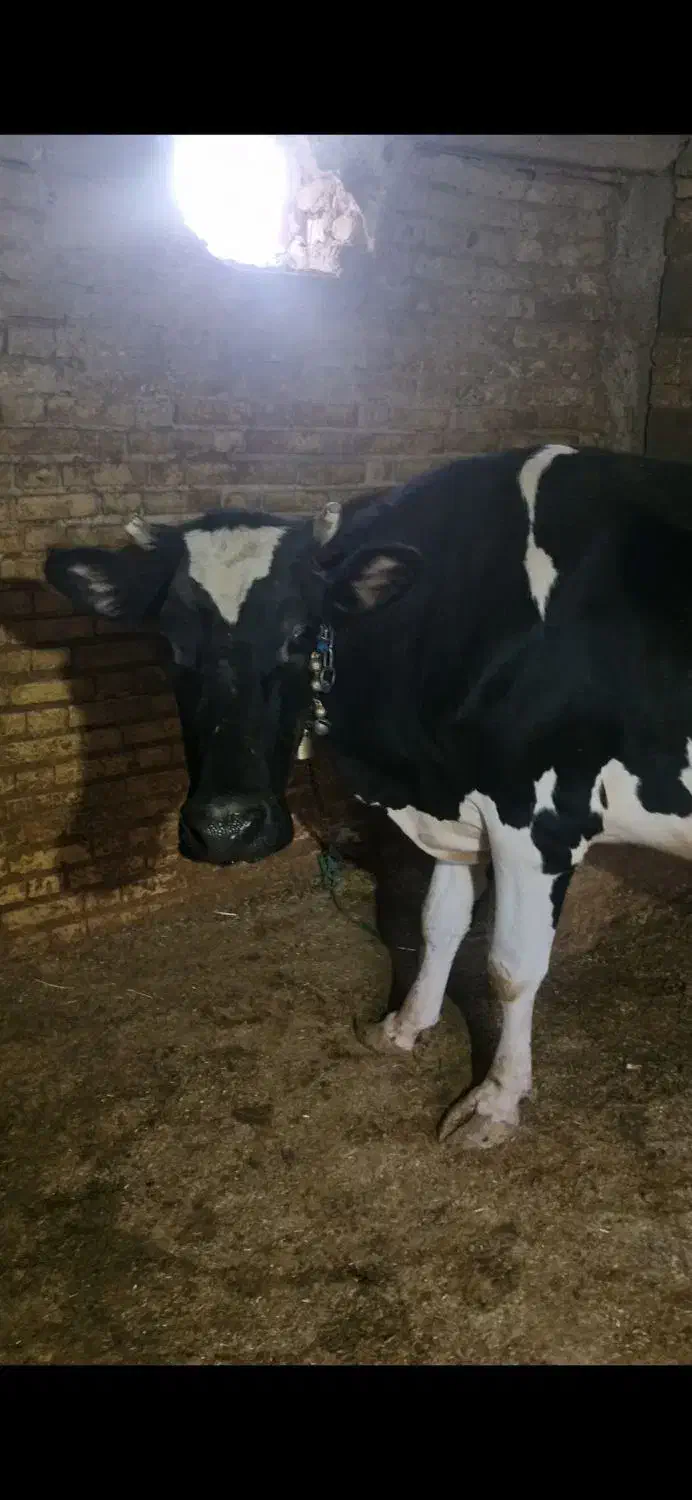 گاو|حیوانات مزرعه|اردل, |دیوار