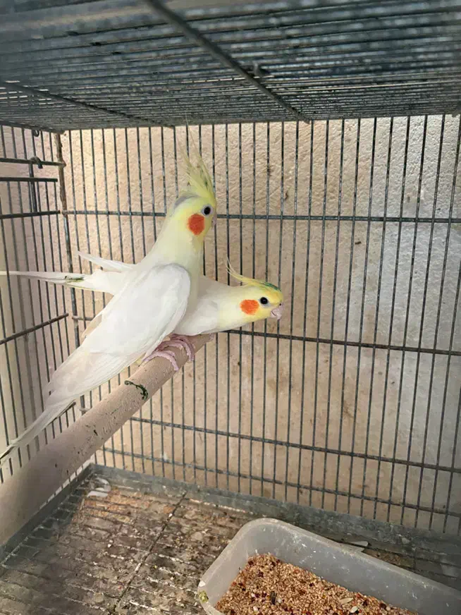 عروس هلندی|پرنده|قشم, |دیوار