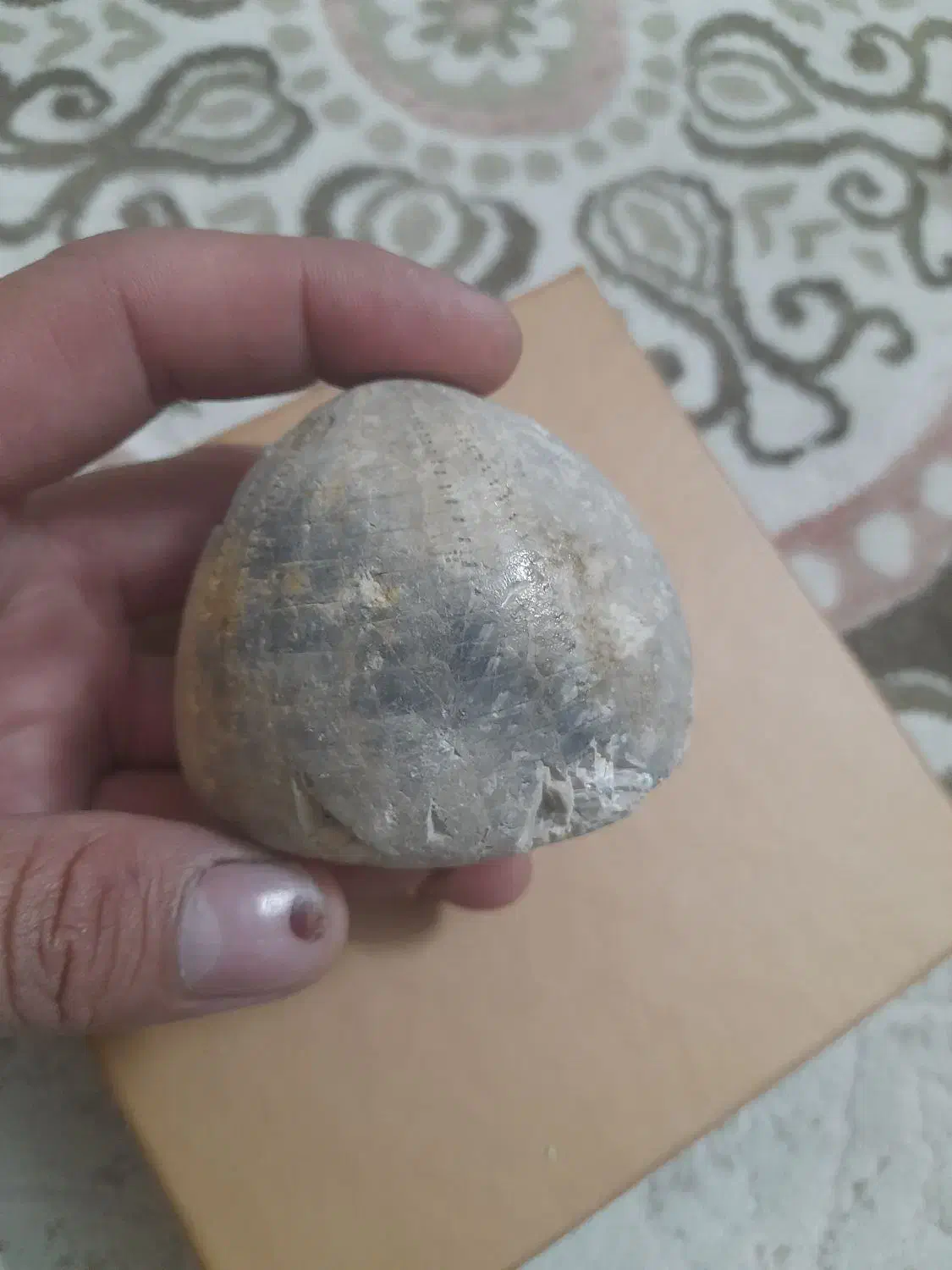 فسیل خارپشت|کلکسیون اشیاء عتیقه|مشهد, فریزی|دیوار