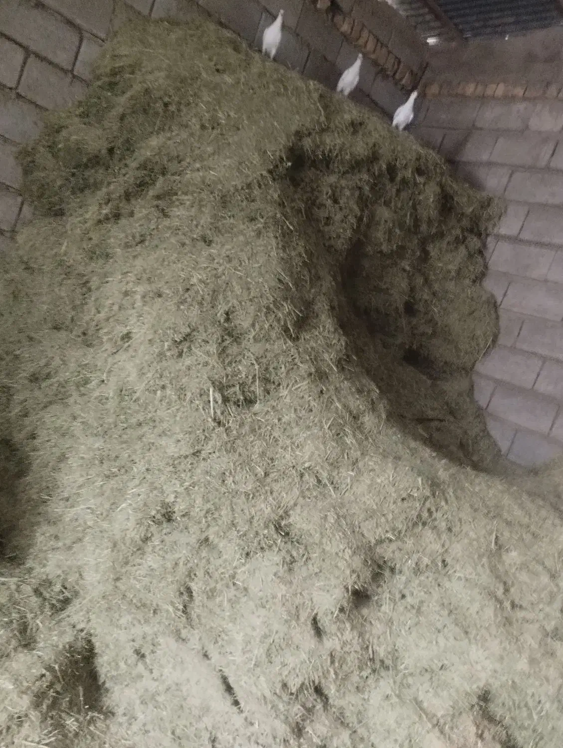 کاه سبز|لوازم جانبی حیوانات|شیراز, شهرک مهدیه|دیوار