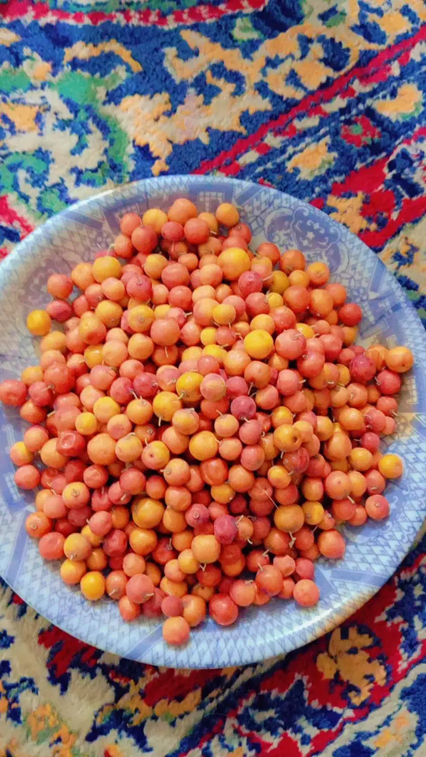 رملک|خوردنی و آشامیدنی|لیکک, |دیوار