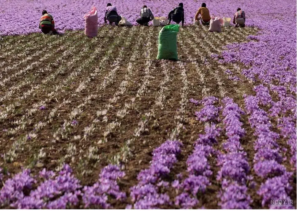 24هکتار زمین مزروعی پیچ ساغروان|اجارهٔ دفتر صنعتی، کشاورزی، تجاری|مشهد, میان ولایت|دیوار