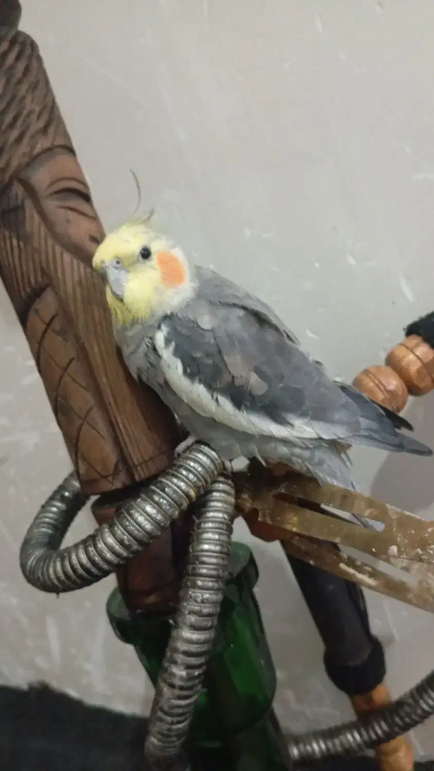 عروس هلندی گمشده|پرنده|شریف‌آباد, |دیوار