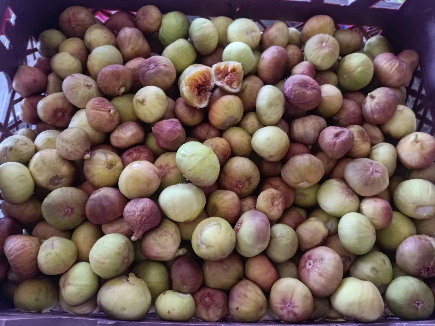 انجیر|خوردنی و آشامیدنی|قزوین, |دیوار