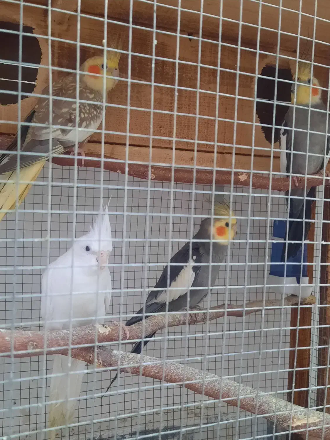 طوطی عروس هلندی|پرنده|بابل, |دیوار