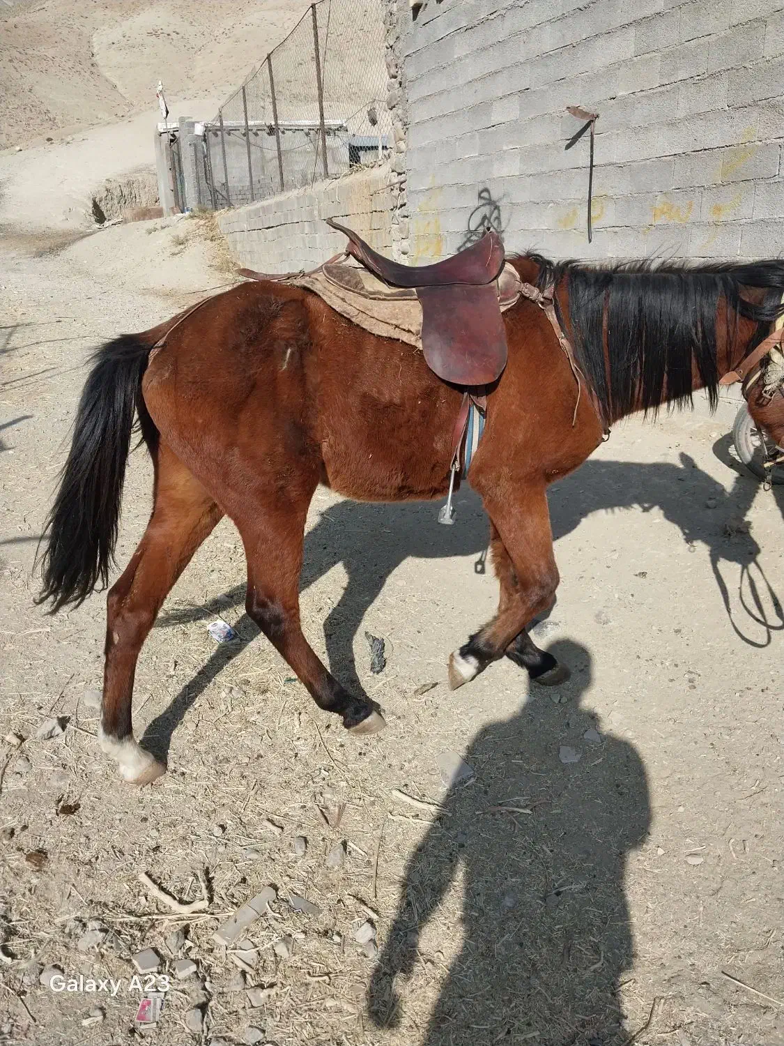 اسب|اسب و تجهیزات اسب‌سواری|دماوند, دماوند|دیوار