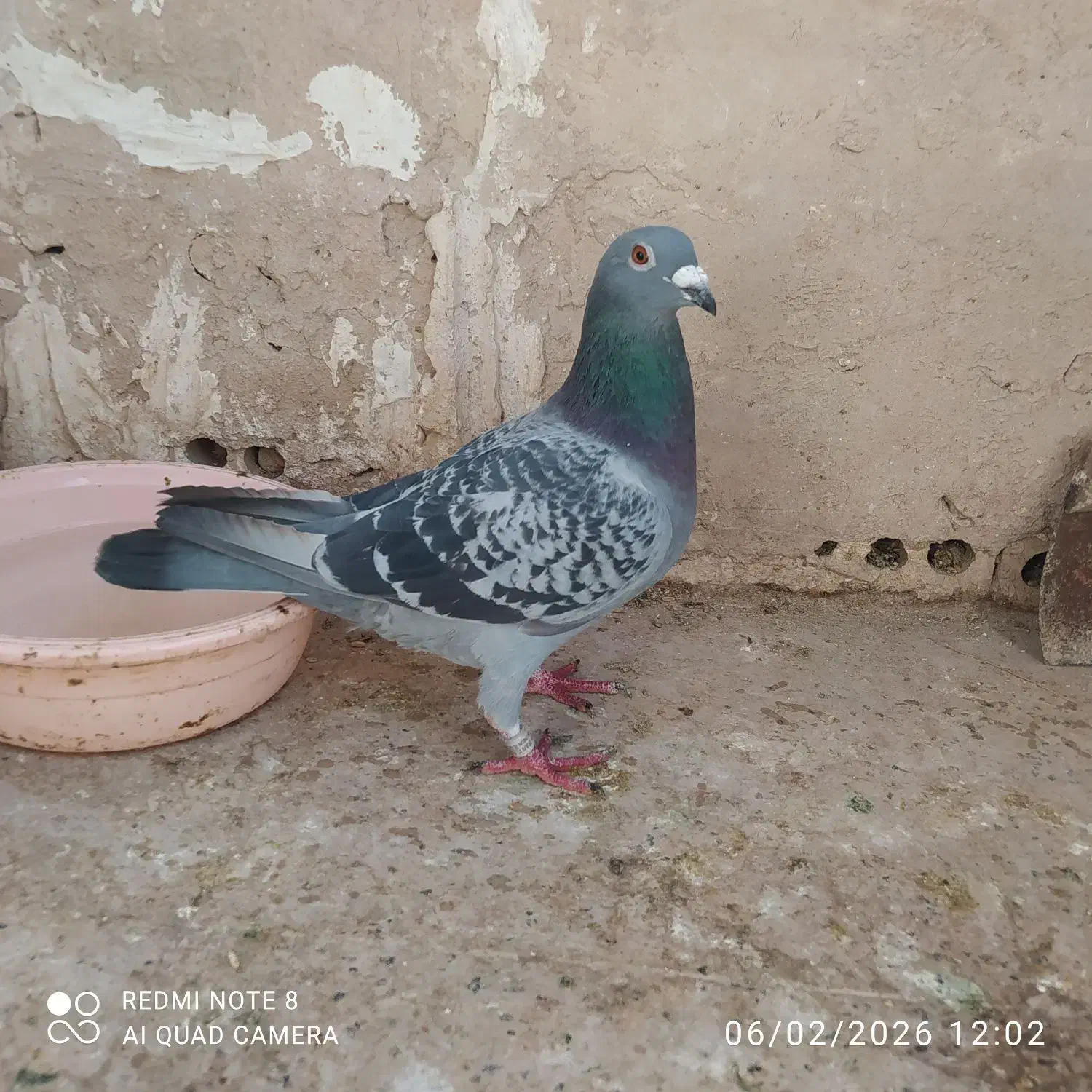 جوستونی نر|پرنده|مشهد, مصلی (کارمندان اول)|دیوار