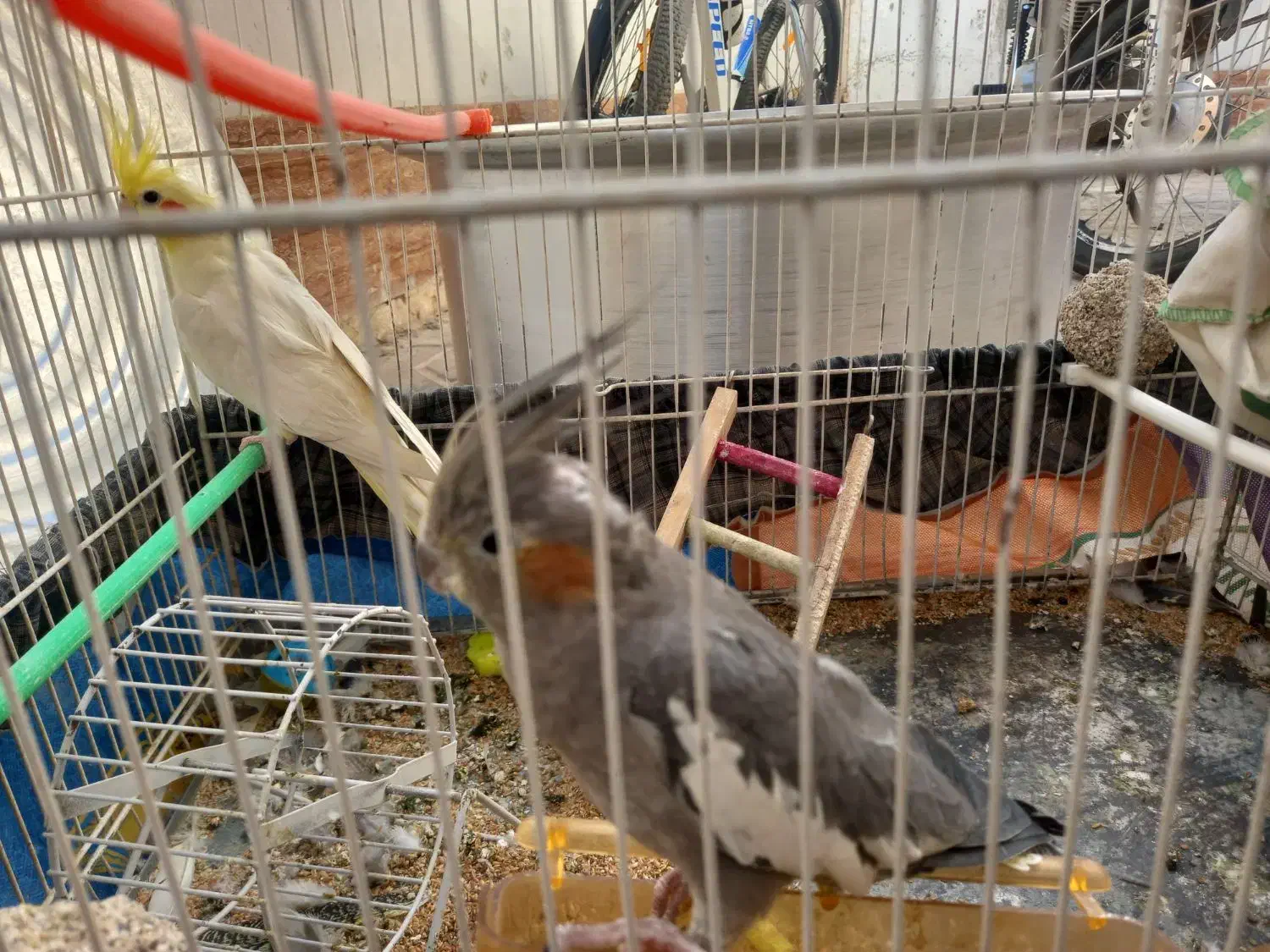 عروس هلندی جفت تخمگذار|پرنده|تربت جام, شهرک معلم|دیوار