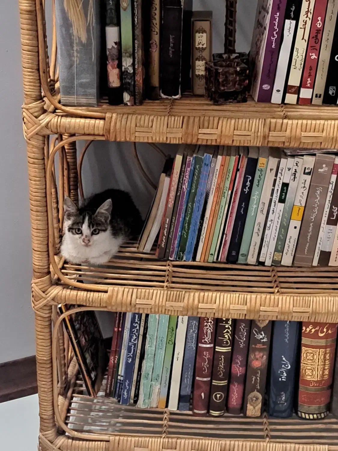 واگذاری رایگان بچه گربه (دختر) ۲ ماهه|گربه|مشهد, امامیه (شهرک غرب)|دیوار