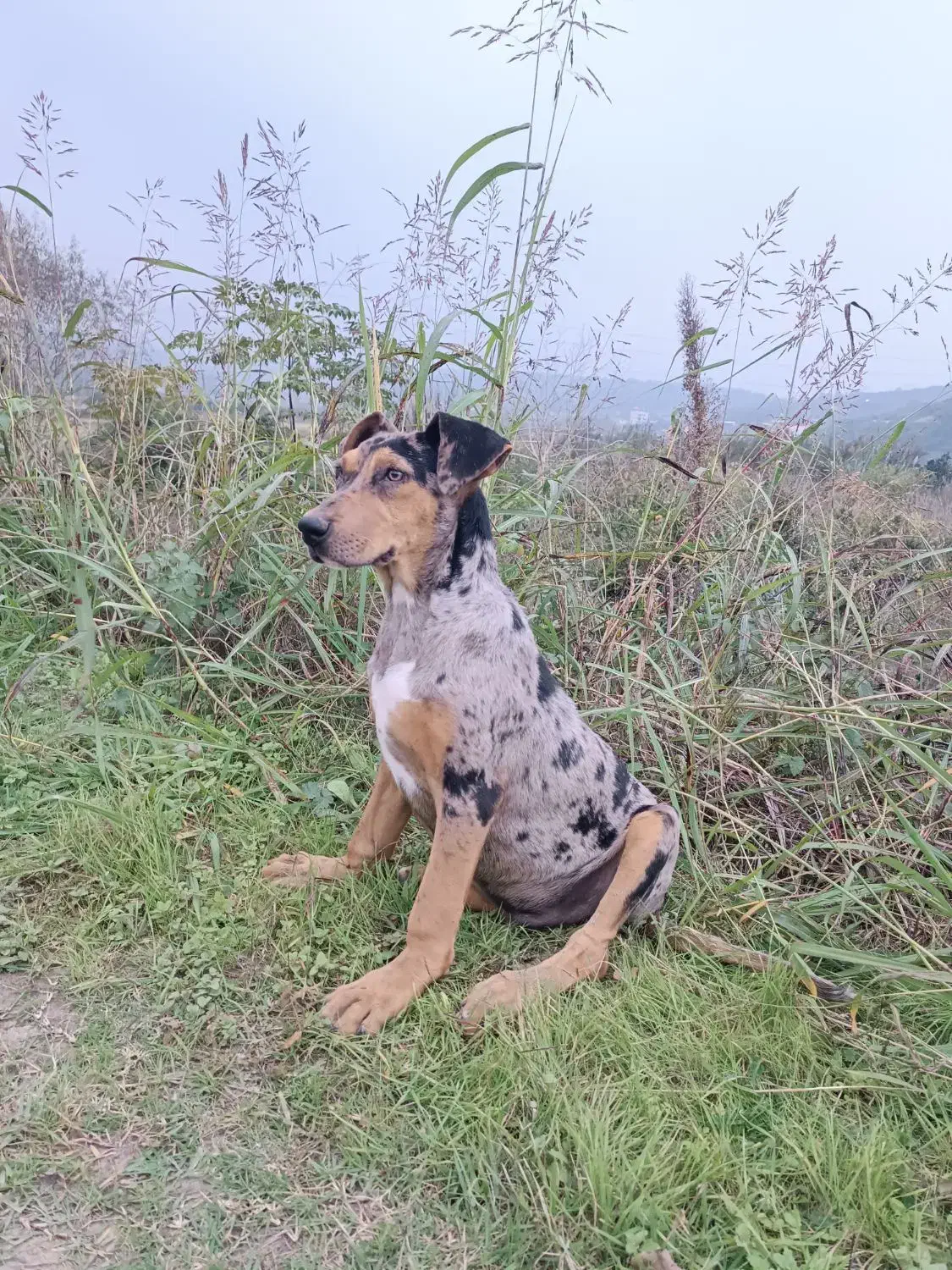 واگذاری گیریت دین نر کم نظیر|سگ|بابل, |دیوار