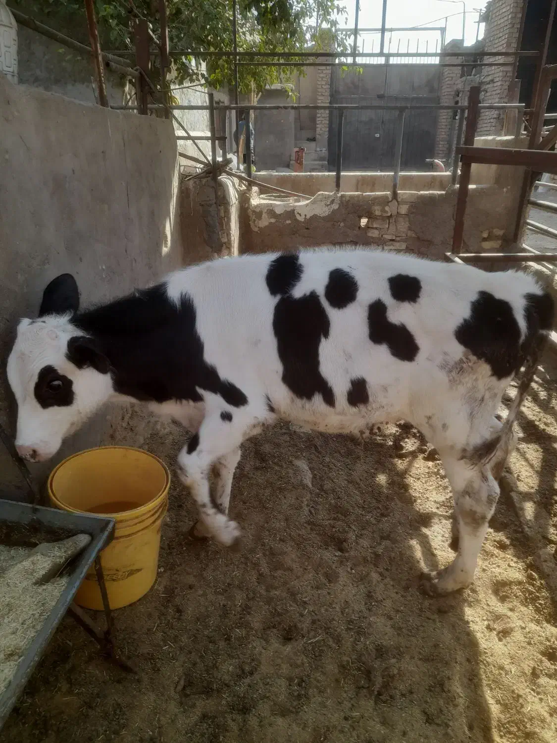 گوساله.گاو|حیوانات مزرعه|برخوار, |دیوار