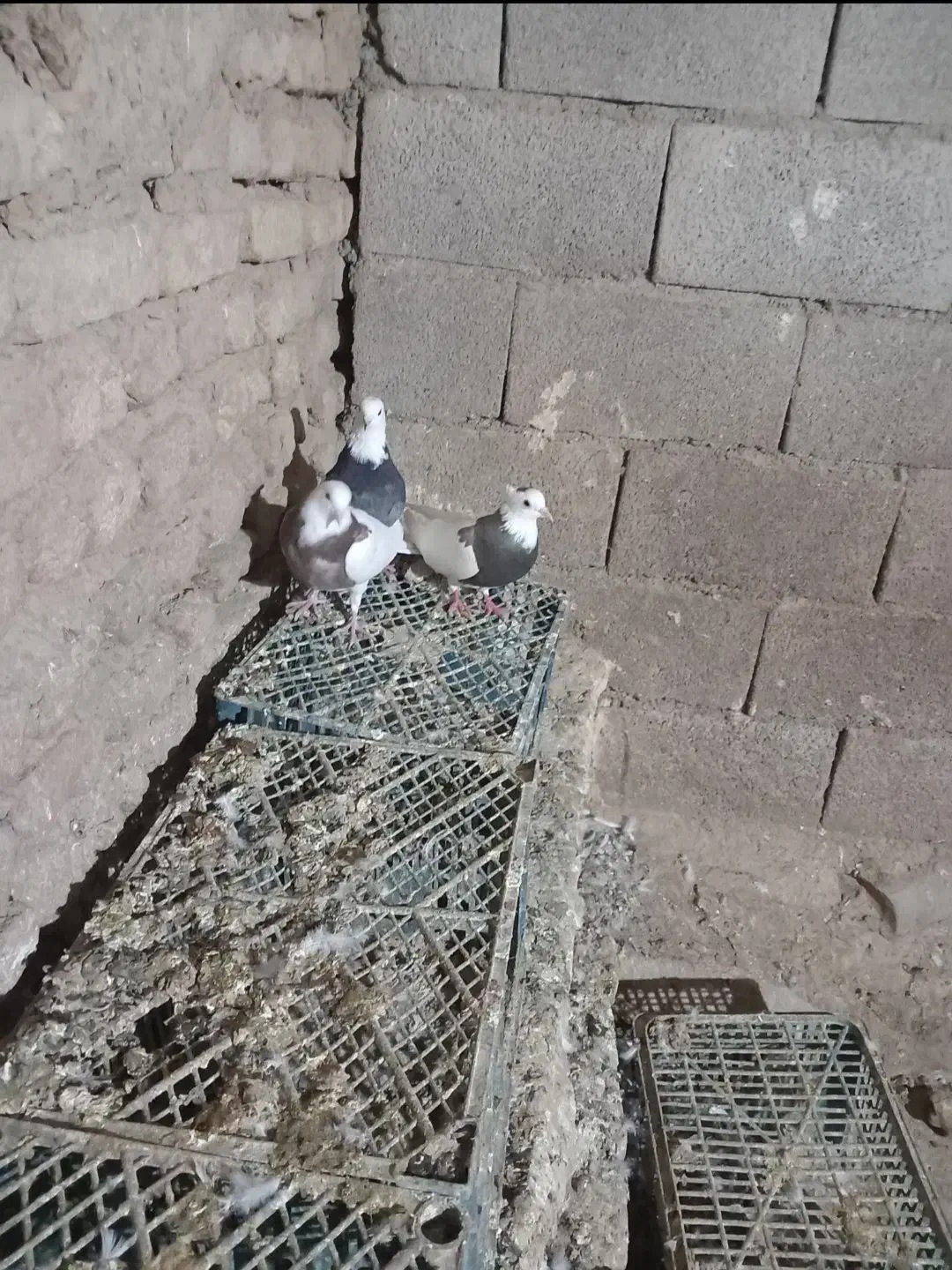 کبوتر‌طوقی|پرنده|کبودرآهنگ, |دیوار