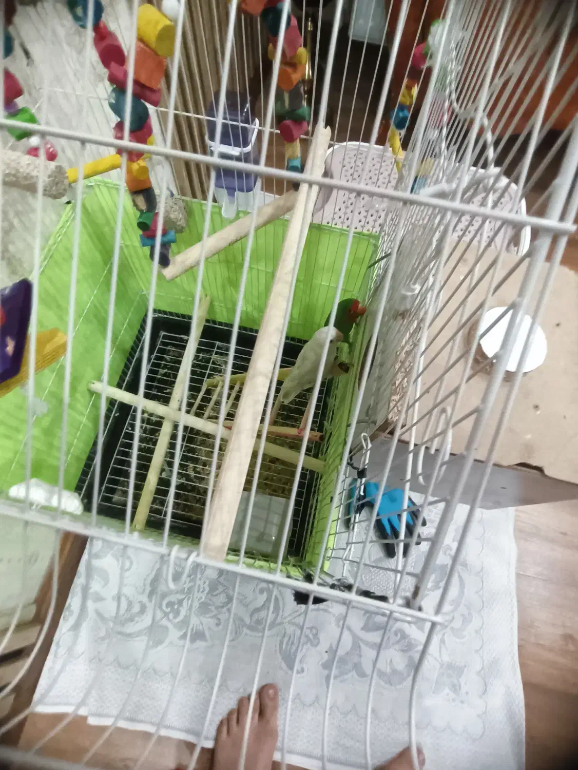 طوطی برزیلی|خزنده|میانه, |دیوار